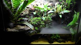 Juwel Aquarium Paludarium dartfrogs vivarium misting system fogger naturalistic bioactive terrarium [upl. by Chak425]