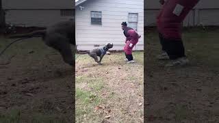 Dog bodies decoy😱dogtraining doglover viralvideo petowner dog dogs protection pitbull [upl. by Rendrag]