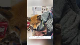 This woman found a fox in distress and then took action to save it animalshorts shortvideo [upl. by Cadell723]