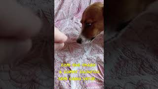 Ernesto react  quotchouriçoquot bloodsausage cachorro humor [upl. by Rother]