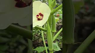 Karkala Bili Bende or Okra size of one feet yputubeshorts okra karkala mangalore kerala [upl. by Ayita]