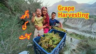 Grape Harvesting  Village Life  Daily Lifestyle Vlog  Vlogs New Video [upl. by Orgell]