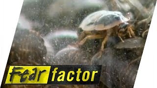 Crunching Cockroaches  Fear Factor Extra [upl. by Idna]