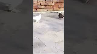 pouter pigeon 🥰🐦 puhla Loft Bhikhiwind Punjab 💥 fancy pigeon 🥰 [upl. by Warms747]