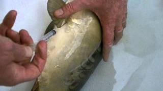 Injecting a carp [upl. by Cyrus]