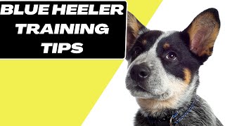 9 Blue Heeler Puppy Training Tips  Australian Cattle Dog Training [upl. by Tenenbaum]