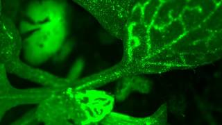 Do plants feel pain Arabidopsis calcium wave Wounding GCAMP 8fps [upl. by Norvell]