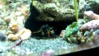 Peacock Mantis Shrimp vs Emerald Crab 4 [upl. by Lydell]