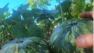 quotWho would have taught that farming could be so easy Planting Pumpkin in your backyardquot🇯🇲 [upl. by Enilamme]