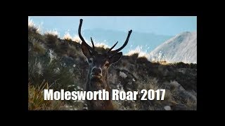 Molesworth Roar 2017 Autumn Hunt [upl. by Ayanet]