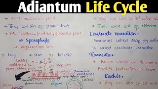 Adiantum Life Cycle  Adiantum Characteristics  Class 11 Biology [upl. by Leiser]