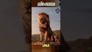 Ligre El Increíble Felino Creado Por El Hombre 😲 animales animalessalvajes [upl. by Bria]