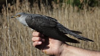 Kukačka obecná Cuculus canorus Common cuckoo Kuckuck Обыкновенная кукушка Kukułka zwyczajna [upl. by Pell]