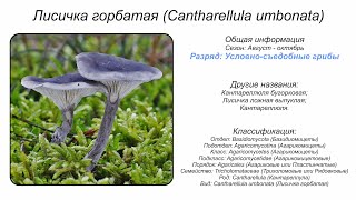 Лисичка горбатая Cantharellula umbonata [upl. by Eiramassenav]