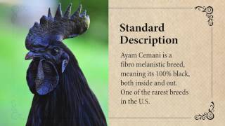 Ayam Cemani Chicken March Breed of the Month [upl. by Nonrev]