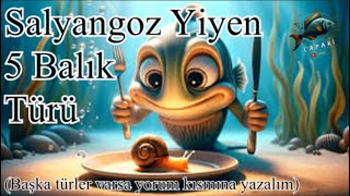 Salyangoz Yiyen 5 Balık Türü [upl. by Wenda]