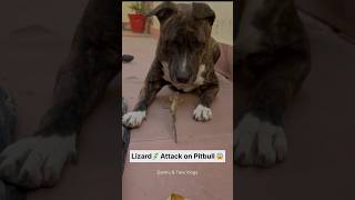 Chipkali ne kiya pitbull dog Mein attack🦎 shorts [upl. by Danas]