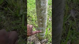 Agarwood Aquilaria malaccensis cultivation in Bangladesh [upl. by Venn]