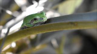 Gray Tree Frog  Illinois [upl. by Inalawi588]