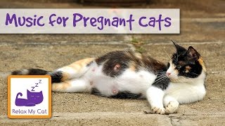 Relax My Cat Calming Music for Pregnant Cats and Kittens [upl. by Elbon]