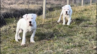 25 months Dogo Argentino puppies playing outside [upl. by Rolyt]