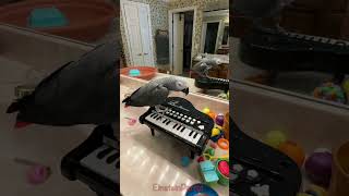 A new tune is being performed by The Piano Bird talent pianoplaying parrot pianoplayer shorts [upl. by Hornstein]