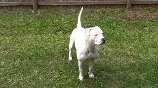 American Bulldog in Oz [upl. by Kayne]