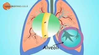 RESPIRATORY System for Kids Breathing By MediaWebcoil [upl. by Davida296]