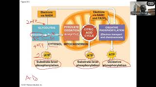 Chapter 9 Cellular respiration  Part 3 [upl. by Anigriv517]