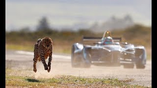 Drag Race Formula E Car vs Cheetah [upl. by Demb]