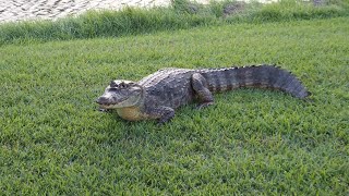 Golfing with Gators Thrilling Alligator Sighting on the Summit Resort Course in Panama [upl. by Eeralih424]