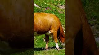 What is zoological name of CowyoutubeshortsyoutubevideosKainat66 [upl. by Dickens]