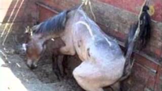 Amaryllis Farm  Horse Slaughter Lies Exposed PART 12 [upl. by Melleta]