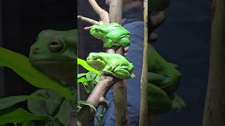 The Green Tree Frog Australia [upl. by Cohligan459]