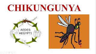 Chikungunya Virus Cause Transmission Symptoms Diagnosis amp Prevention of Chikungunya [upl. by Ycak]