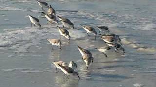 Sanderlings at Fort Desoto Park Pinellas County Florida [upl. by Huda]