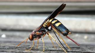 Making Babies  Pigeon HornTail Wasp Laying Eggs  Tremex Columba [upl. by Bryanty]