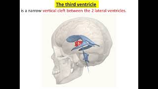 Neuro  علاج 3 diencephalon 3rd ventricle4th ventricle [upl. by Swisher]