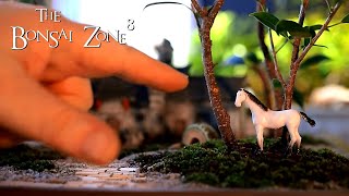 My Orange Bonsai and Casting Cement Part 1 The Bonsai Zone Feb 2021 [upl. by Norat]