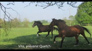 Le Dressage de légèreté école de Philippe Karl aux Centaures [upl. by Reedy]