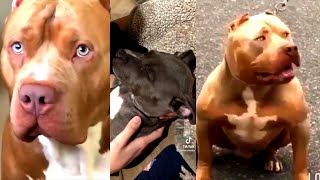 Pitbulls Being Wholesome EP 7  Funny and Cute Pitbull Compilation [upl. by Nangatrad]