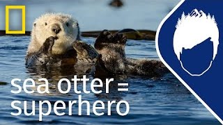 Sea Otters Episode 5  wildlife with bertie gregory [upl. by Hseham]