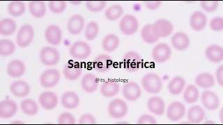 Sangre Periférica  itshistology [upl. by Stahl86]