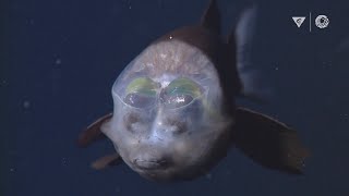 MBARIs Top 10 deepsea animals [upl. by Notlehs]