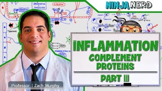 Immunology  Inflammation Complement Proteins Part 3 [upl. by Collette971]