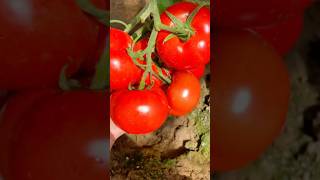 How to Water Tomatoes Properly  garden gardening gardentips growthmindset [upl. by Dimmick]