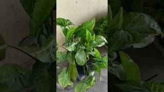 Bryophyllum at home ❤️❤️ youtube garden trending flowers viral minivlog youtubeshorts [upl. by Ysnil]