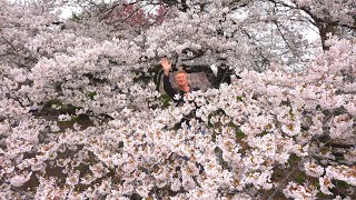 Feasting under Tokyos Cherry Blossoms  Eric Meal Time 870 [upl. by Iphigenia]