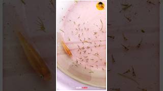 First Time In தமிழ்  Molly Fish Laying 85 Frys is 1Sce 💥🤩 [upl. by Ymij]