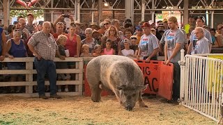 Big Animals  Iowa State Fair 2015 [upl. by Auqenes]